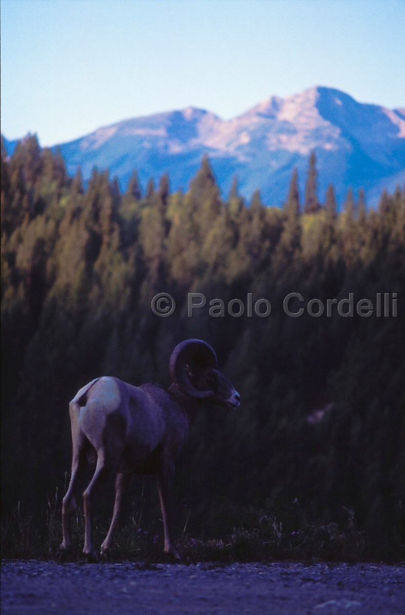Bighorn Sheep in Jasper National Park, Alberta, Canada
(cod:Canada 11)